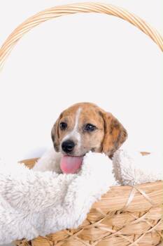 Laguna -  Dachshund and Chiweenie Dog for Adoption in San Diego, California - Laguna | PetCurious
