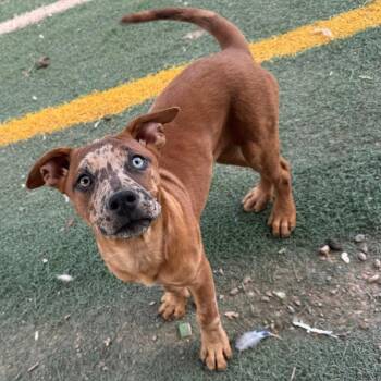 Catahoula Leopard Dog and Rottweiler Dogs Available for Adoption in Phoenix, Arizona - Samira | PetCurious