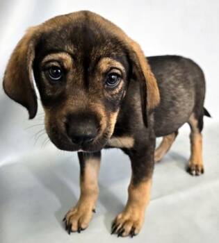 Butter -  German Shepherd Dog and Mixed Breed Dog for Adoption in Morton Grove, Illinois - Butter | PetCurious