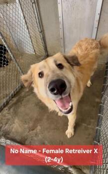 Tonya -  Golden Retriever and Shepherd Dog for Adoption in Aurora, Indiana - Tonya | PetCurious