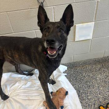 Phoenix -  Mixed Breed Dog for Adoption in Fairport, New York - Phoenix | PetCurious