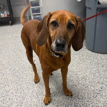 Lady -  Mixed Breed Dog for Adoption in Greenville, South Carolina - Lady | PetCurious