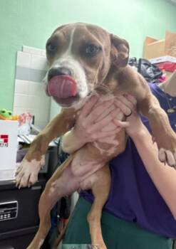 JOLENE -  Pit Bull Terrier Dog for Adoption in Killeen, Texas - JOLENE | PetCurious