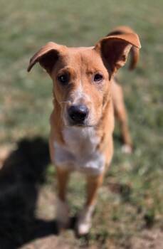Scooby Doo -  Australian Cattle Dog Blue Heeler and Yellow Labrador Retriever Dog for Adoption in Andover, Massachusetts - Scooby Doo | PetCurious