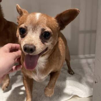 Chihuahua and Mixed Breed Dogs Available for Adoption in Port Charlotte, Florida - Sammy | PetCurious