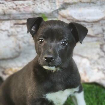 Terrier and Mixed Breed Dogs Available for Adoption in Austin, Texas - Sophie AL | PetCurious