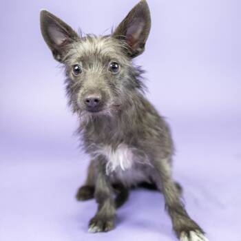 Magenta -  Terrier and Mixed Breed Dog for Adoption in Portland, Oregon - Magenta | PetCurious