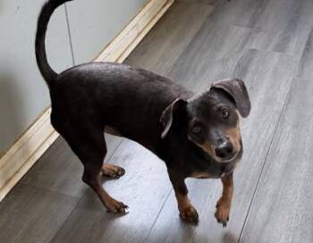 Russell -  Dachshund Dog for Adoption in West Memphis, Arkansas - Russell | PetCurious