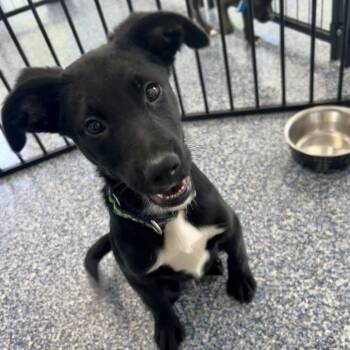 Sam -  Mixed Breed Dog for Adoption in Fredericksburg, Virginia - Sam | PetCurious