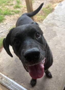 Buster -  Black Labrador Retriever Dog for Adoption in Watertown, New York - Buster | PetCurious