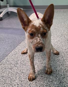 Rooster -  Terrier Dog for Adoption in Athens, Tennessee - Rooster | PetCurious