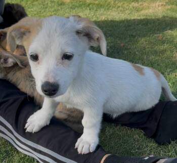 Penny -  Chiweenie Dog for Adoption in Plano, Texas - Penny | PetCurious