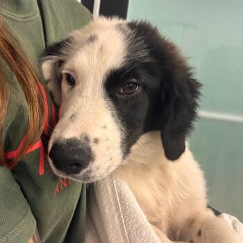 Wesley -  Australian Shepherd and Great Pyrenees Dog for Adoption in Abilene, Texas - Wesley | PetCurious