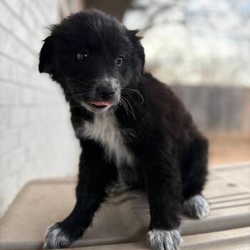 Border Collie and Mixed Breed Dogs Available for Adoption - FWT Bailey | PetCurious
