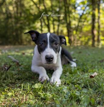 Dana -  Border Collie Dog for Adoption in Middletown, Connecticut - Dana | PetCurious
