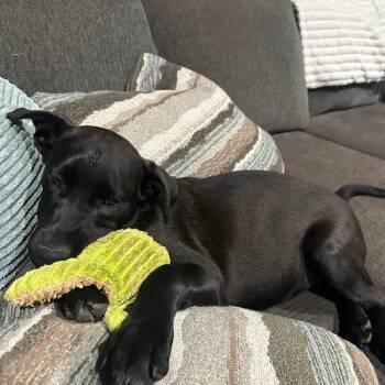Lucky Care Bear -  Black Labrador Retriever and Black Mouth Cur Dog for Adoption in Friendswood, Texas - Lucky Care Bear | PetCurious