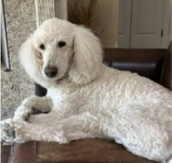 Standard Poodle Dogs Available for Adoption - Duke | PetCurious