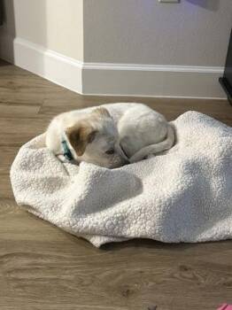 Elias -  Retriever and Mixed Breed Dog for Adoption in Fort Worth, Texas - Elias | PetCurious