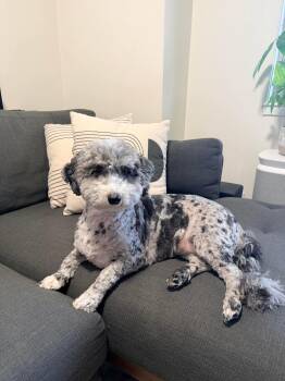 Sheepadoodle Dogs Available for Adoption in Weare, New Hampshire - Story | PetCurious