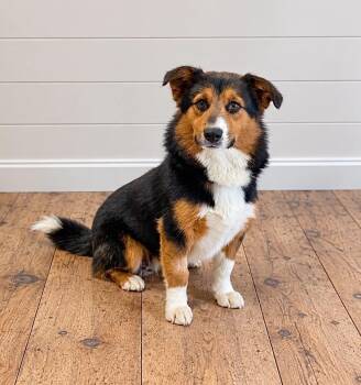 Ralph -  Corgi and Mixed Breed Dog for Adoption in Georgetown, Ohio - Ralph | PetCurious
