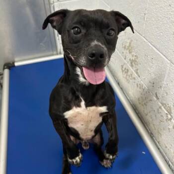 Doogie -  Terrier and Mixed Breed Dog for Adoption in Springboro, Ohio - Doogie | PetCurious