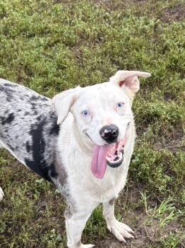 Zephyr -  Australian Shepherd and Australian Cattle Dog Blue Heeler Dog for Adoption in Eaton Rapids, Michigan - Zephyr | PetCurious