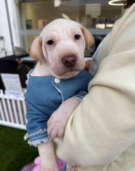 Rescue Shar Pei and Labrador Retriever Dogs for Adoption in Pasadena, California - Cinderella | PetCurious