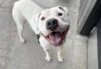 WISHBONE -  Mastiff and Mixed Breed Dog for Adoption in Omaha, Nebraska - WISHBONE | PetCurious