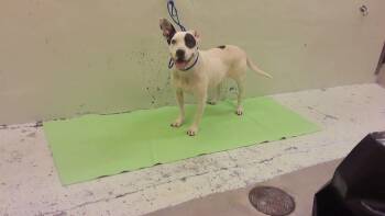 MANCHA -  Staffordshire Bull Terrier and Mixed Breed Dog for Adoption in Houston, Texas - MANCHA | PetCurious