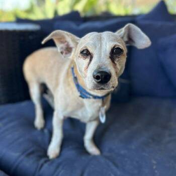 Rescue Chihuahua Dogs for Adoption in Ramona, California - Jackie Chan | PetCurious
