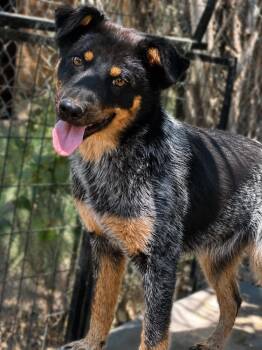 Barkley -  Australian Cattle Dog Blue Heeler Dog for Adoption in Bend, Oregon - Barkley | PetCurious
