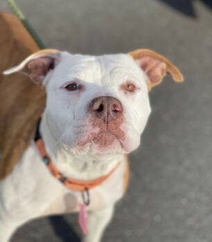 Rescue Terrier Dogs for Adoption in Gloucester Township, New Jersey - Grace | PetCurious