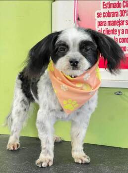 Poodle Dogs Available for Adoption - Tully In TX | PetCurious