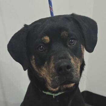 Rottweiler Dogs Available for Adoption - Fancy | PetCurious