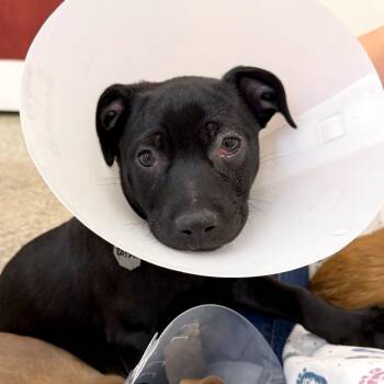 Zoysia -  Chihuahua and Pit Bull Terrier Dog for Adoption in Woodinville, Washington - Zoysia | PetCurious