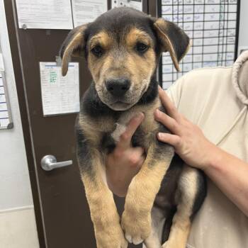 Caelum -  German Shepherd Dog and Husky Dog for Adoption in Durango, Colorado - Caelum | PetCurious