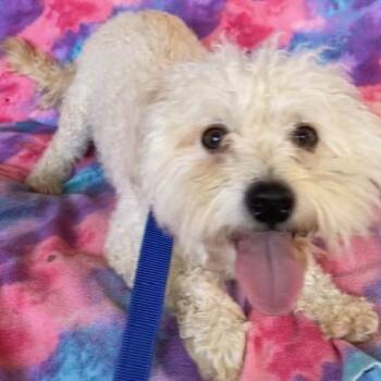 Scruffy -  Bichon Frise Dog for Adoption in Memphis, Tennessee - Scruffy | PetCurious