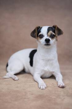 Chihuahua and Miniature Poodle Dogs Available for Adoption - Cashew | PetCurious