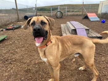 Rescue Black Mouth Cur and Mixed Breed Dogs for Adoption in Mckinleyville, California - SCOOBY | PetCurious