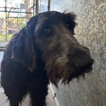 Dahlia -  Poodle Dog for Adoption in Sonoma, California - Dahlia | PetCurious