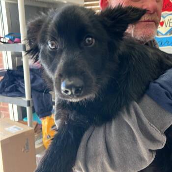 Mixed Breed Dogs Available for Adoption - Roxy | PetCurious