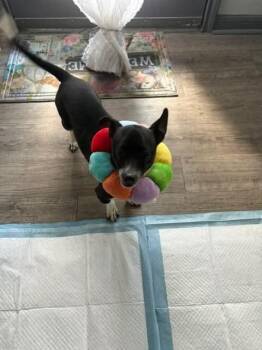 Eevee -  Chihuahua Dog for Adoption in Aurora, Colorado - Eevee | PetCurious