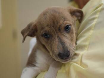 Odin -  Pit Bull Terrier and Anatolian Shepherd Dog for Adoption in Portland, Oregon - Odin | PetCurious