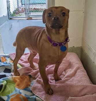 Simba -  Mixed Breed Dog for Adoption in Alexandria, Virginia - Simba | PetCurious