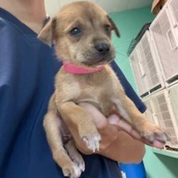 Rescue Mixed Breed Dogs for Adoption in Guaynabo, Guaynabo - Ansley | PetCurious