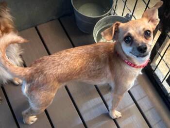 Mia in TX -  Chihuahua Dog for Adoption in Cranston, Rhode Island - Mia In TX | PetCurious