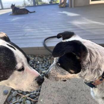 Australian Cattle Dog Blue Heeler Dogs Available for Adoption in Oakland, California - Chili | PetCurious