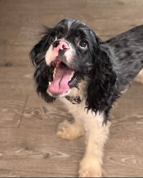 Toad -  Cocker Spaniel Dog for Adoption in Austin, Texas - Toad | PetCurious