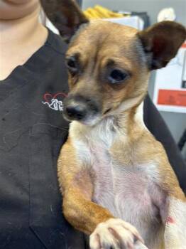 Doe -  Chihuahua and Mixed Breed Dog for Adoption in West Chester, Pennsylvania - Doe | PetCurious