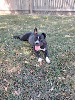 Rescue American Staffordshire Terrier Dogs for Adoption in Salisbury, Maryland - Bristol | PetCurious